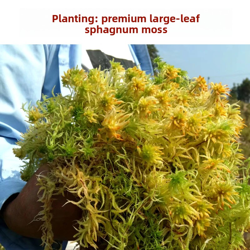 グレードA乾燥ミズゴケ、胡蝶蘭などの天然鉢植え用土、カメの冬 - Preserved Moss Sheet のレビューと価格